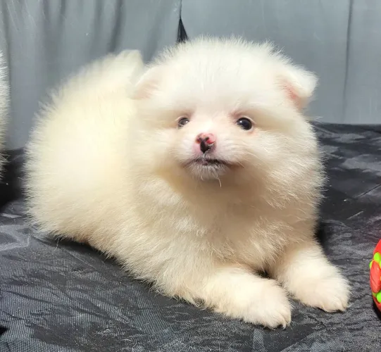 Filhote Macho de Spitz Alemão Anão