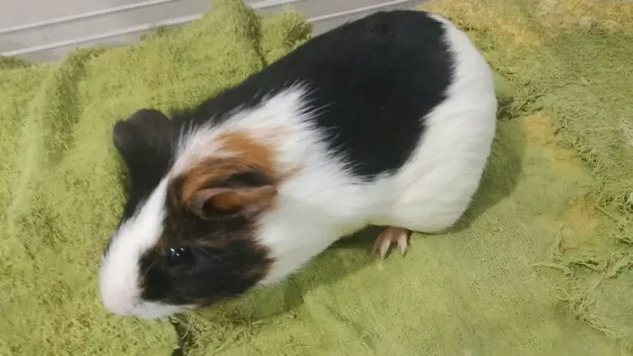 Porquinho da índia macho