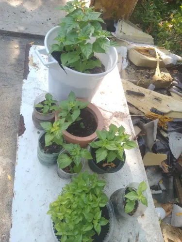 Vendo se pé de pimenta olho de peixe