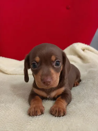 Dachshund Fêmeas - Choco - Dog Family
