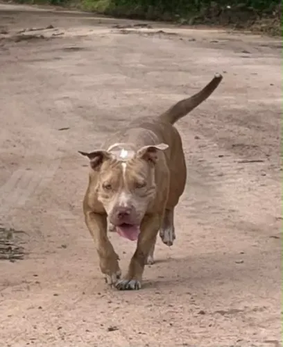 Pit monster original
