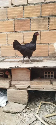 Galinha caipira