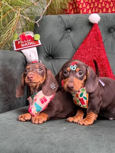 dachshund