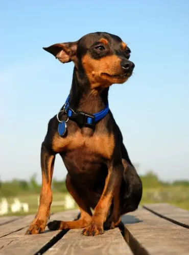 Vendo pinscher fêmea