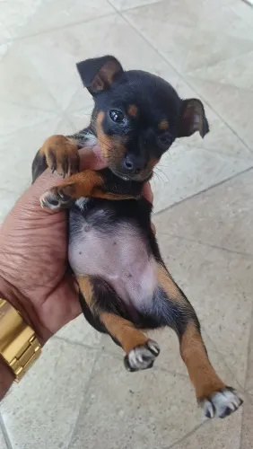 Vendo filhotes de pincher 01