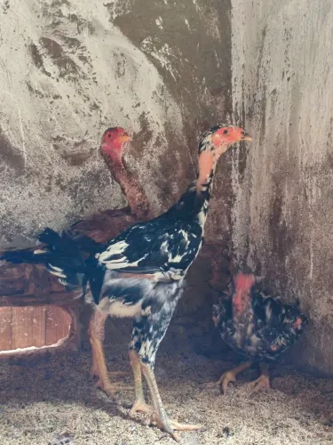 Franguinhos Índio Gigante