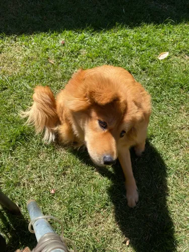 Filhote de chow chow misto - 1 ano