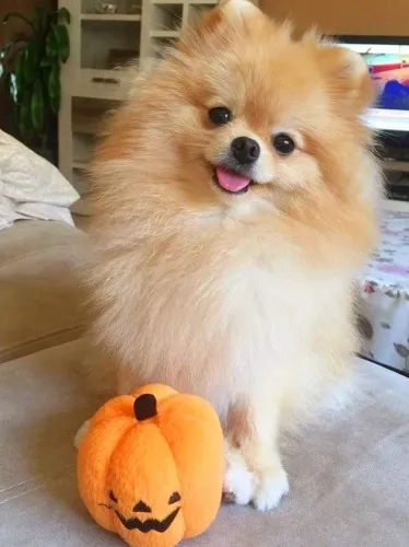 Spitz Alemão perfeito para quem ama cães