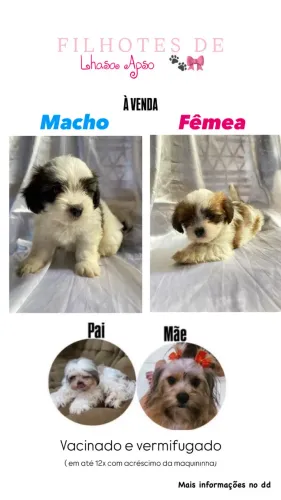 Lhasa Apso