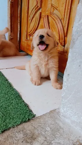 5 machinho de golden retriever original vendo os 5 pra revenda se paga os 5 preço top