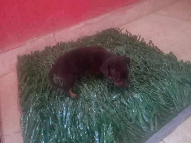 Lindos filhotes de pincher x bassê vermífugados pronto pra entrega