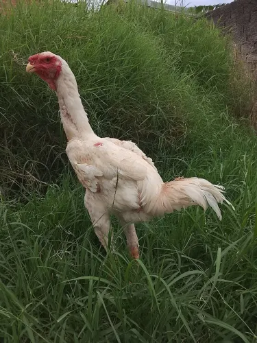 Índio gigante 
