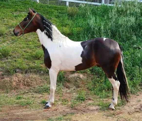 Cavalo mangalarga marchador