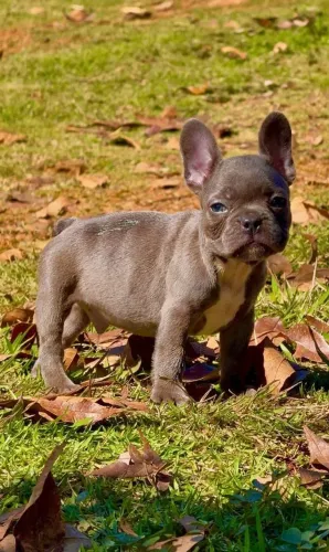 Bulldog Francês, filhotes Machos no BLUE, Canil O'malley Bull's