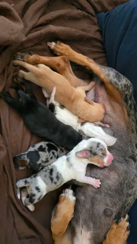 BASSET ALERQUIM