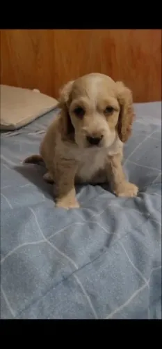 Cocker Spaniel,Cocker Spaniel Filhote Disponível Alta Qualidade