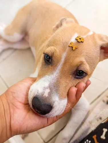 Doação - cachorra 4 mês
