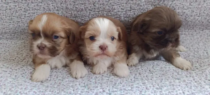 Shihtzus Fêmeas