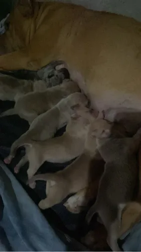 Vendo filhotes de American bullying com pitbull 