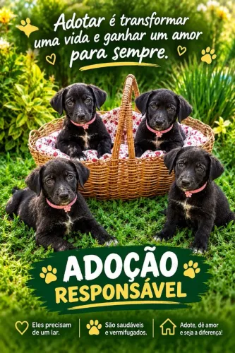 ADOÇÃO RESPONSÁVEL