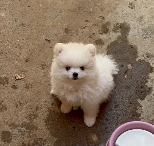 Spitz alemão (Lulu da Pomerania)