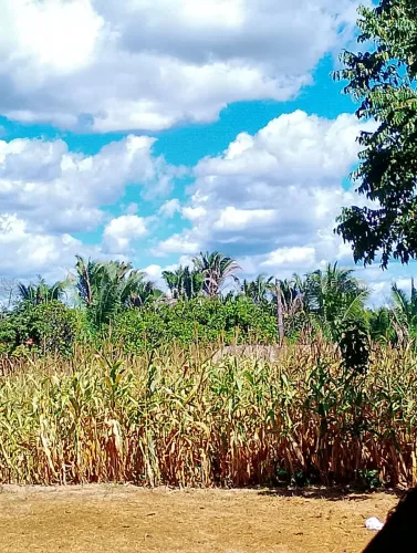 Silage de milho com 100% das espigas 