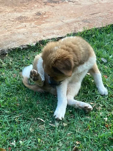 Doação filhote femea