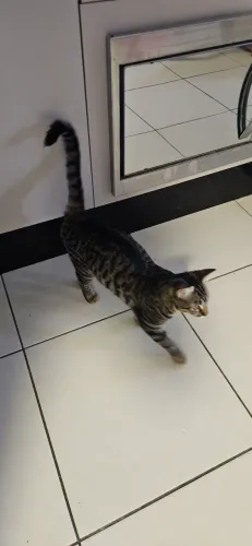 DOAÇÃO RESPONSÁVEL - GATINHA 5 MESES