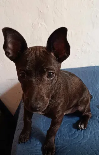 Pinscher Black