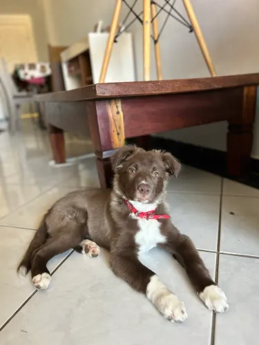 Border collie