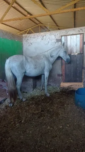 Cavalo Mangalarga Marchador