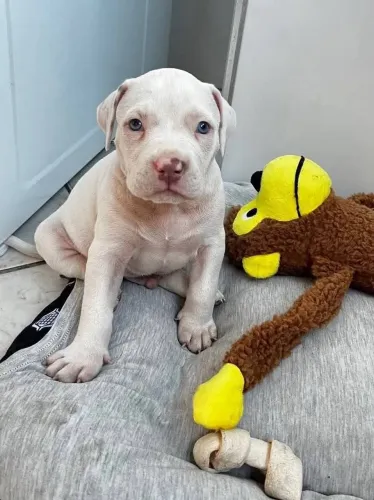 Pitbull Red Nose 