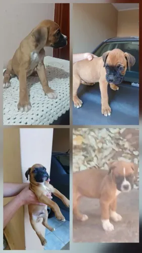 Lindos filhotes raça boxer excelente linhagem