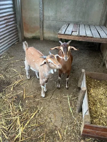 Vendo cabra e cabrito