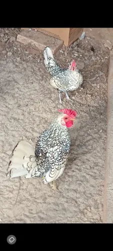 Casal galinha sebrigths prata