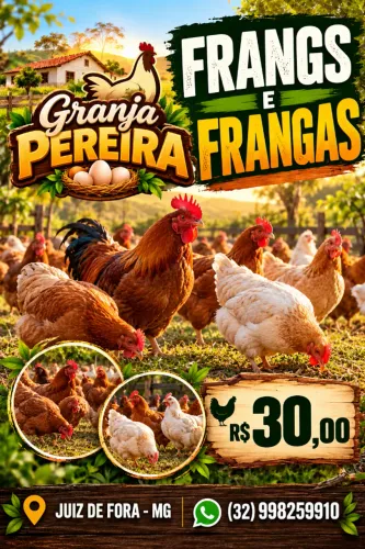 Frangos e Frangas