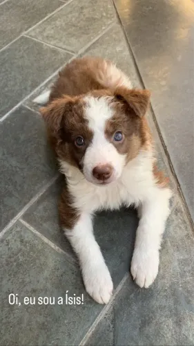 Doação filhote Border Collie