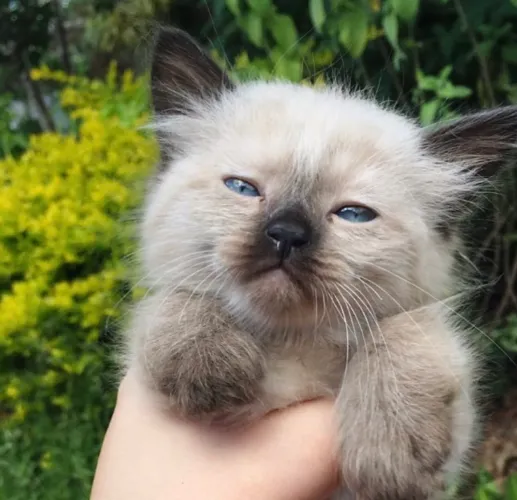 Gato persa com siamês filhotes