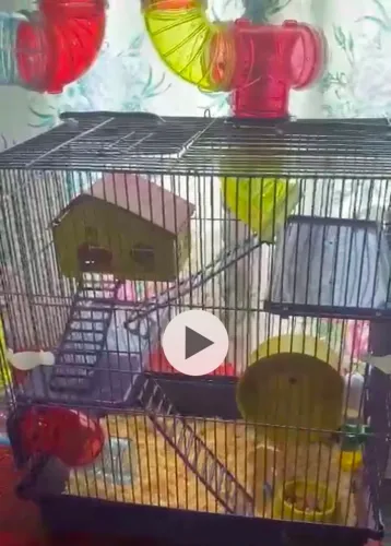 Gaiolas para hamsters