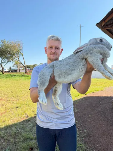 Coelhos Gigantes Puros