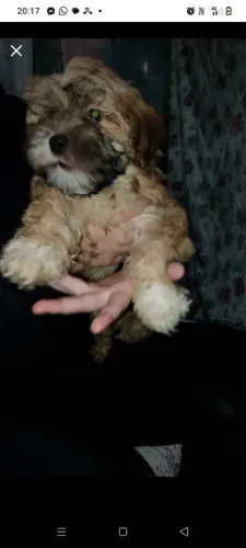 Cachorro Iasa Apso macho 4 meses 