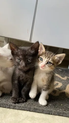 ADOTE UM GATINHO