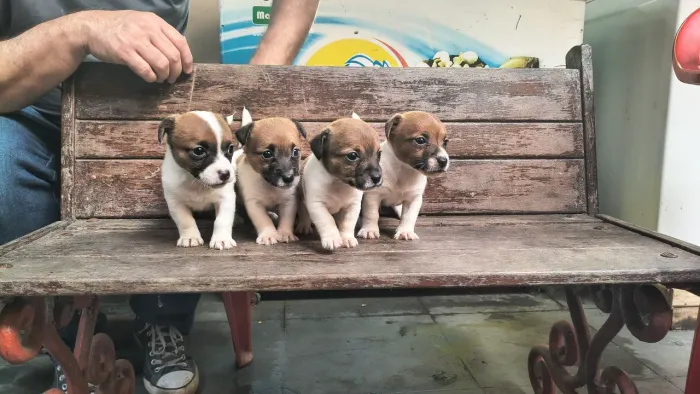 Jack Russel filhotes