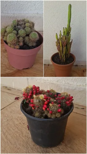 Coleção suculentas e cactos 