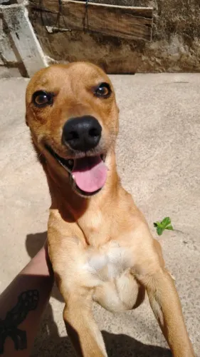 Adoção responsável 