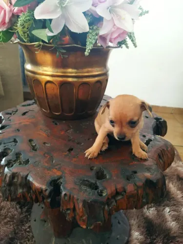 Pinscher