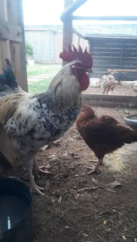 Galo Raça pesadão 