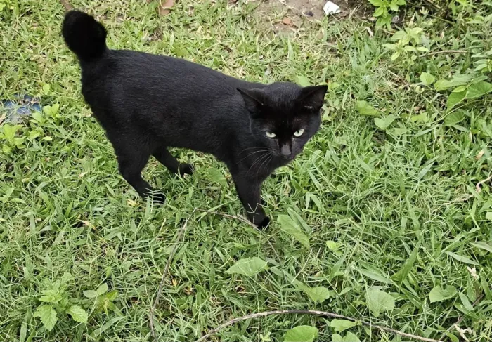 Gato macho pra adoção responsável