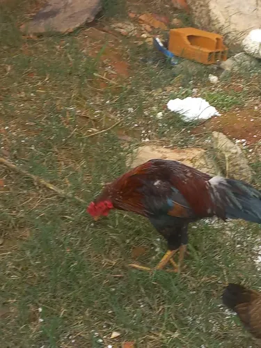 Galo olandez troco grande troco angola fêmea ou outro animal fêmea na troca ou 100 no pix.