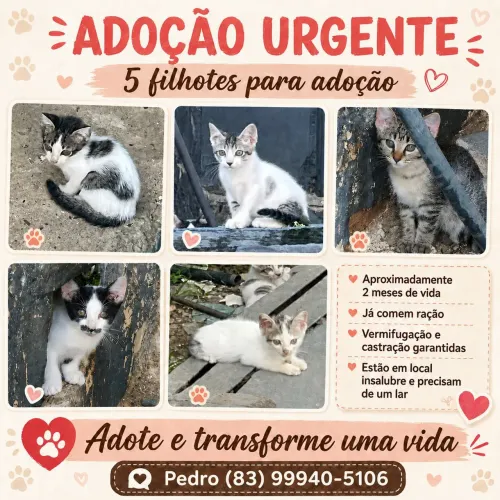 Gatinhos para adoção responsável 